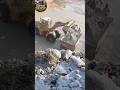 Biggest Wheel Loader Working in Stone Crushing Site 😱#shorts #virl #trendingshorts #stonecrusher