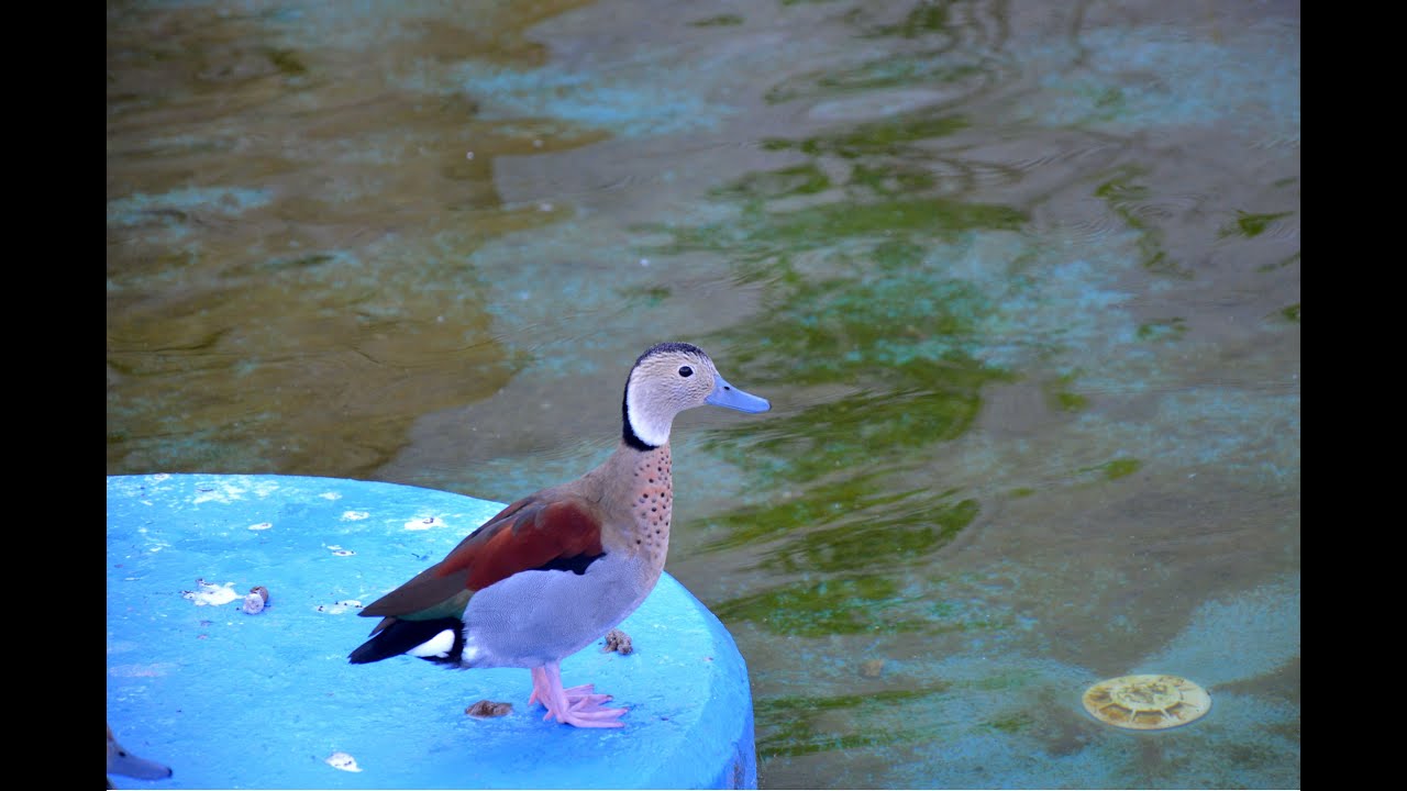Cudokaczka - Callonetta leucophrys - ZOO Zamość