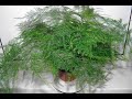 Аспарагус перистый или щетинковидный: размножение и уход за комнатным растением в домашних условиях