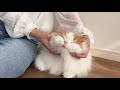 🍋可愛すぎる猫の罪は重い...(もふもふの刑)