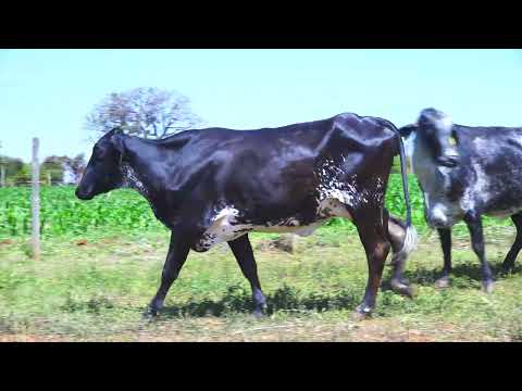 LOTE 43 Bolonha 9550-CJ Antiga 9212-CG