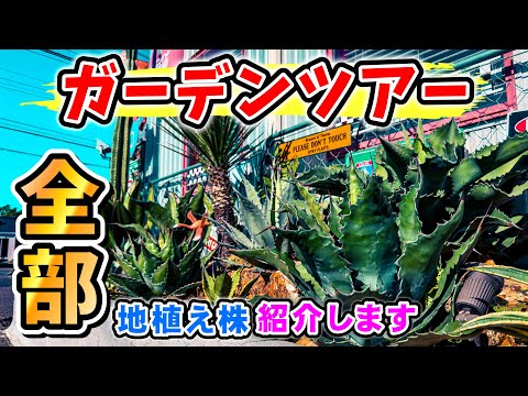 ドライガーデン通信】地植えしてるアガベたち全部紹介します - YouTube