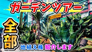 ドライガーデン通信】地植えしてるアガベたち全部紹介します - YouTube