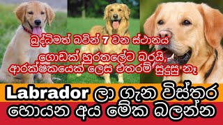 Labrador Retriever ගැන සිංහලෙන් | Labrador Retriever Sinhala | Awata