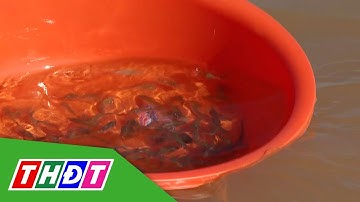 Đồng Tháp: Thả 400kg cá giống ra sông,  tái tạo nguồn lợi thủy sản | THDT