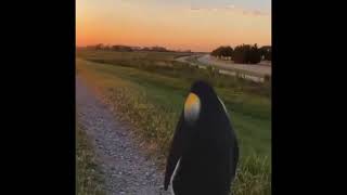PINGOUIN
