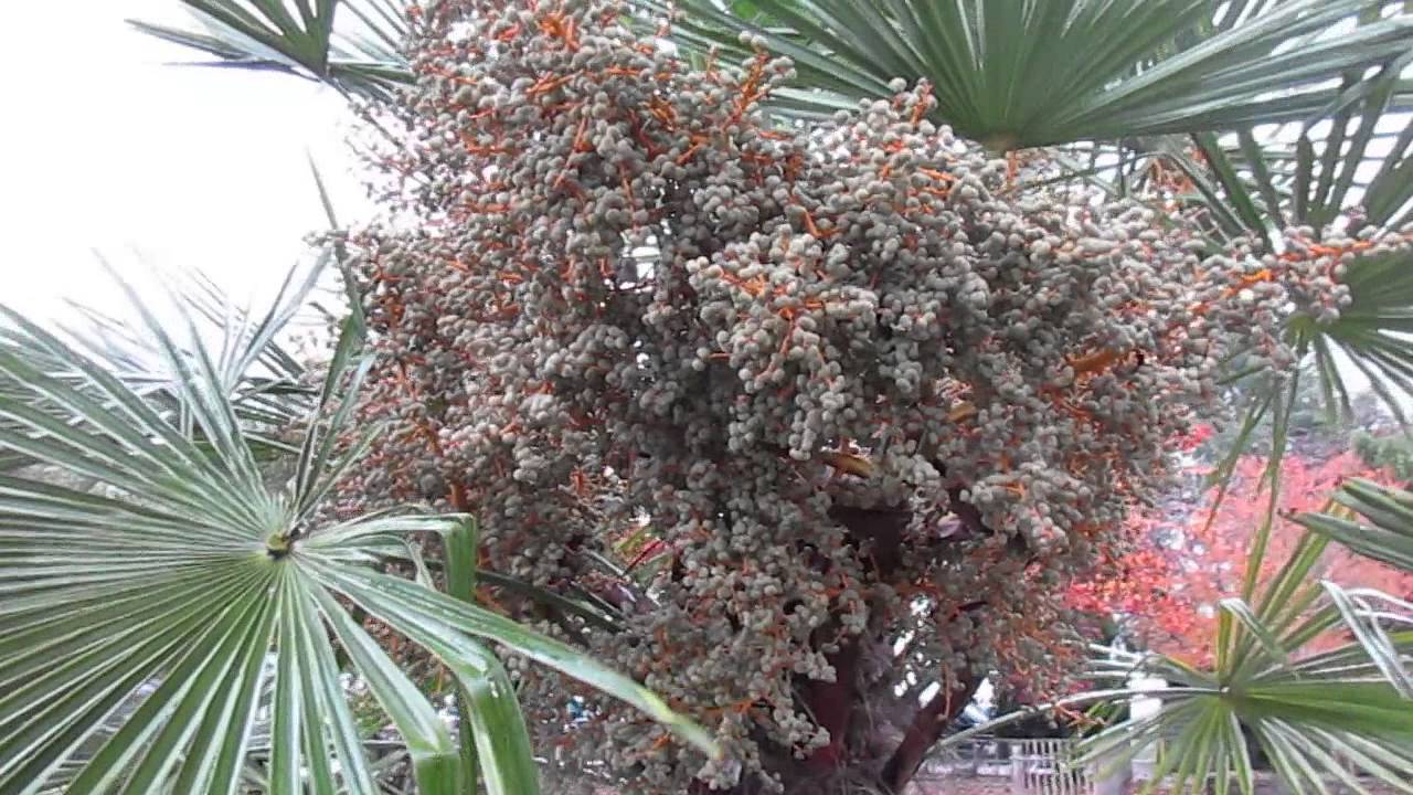 Palm Seeds in Abundance