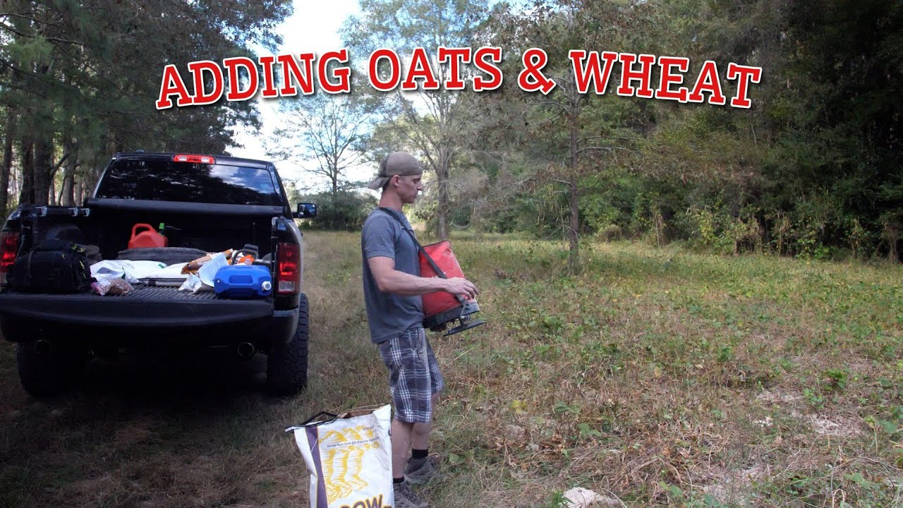 Final Iron and Clay Cowpea Update. Planting Oats and Wheat!