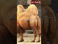 الجمل ذو السنامين مخلوقات عجيبة