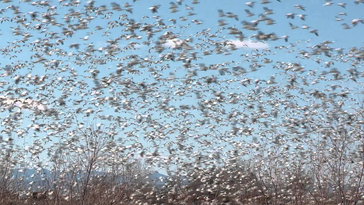 hunting simulator pc Utah's Spring Light Geese Hunt