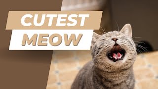 Perfect Cat Meow | Cute & Realistic Sound Effect screenshot 5