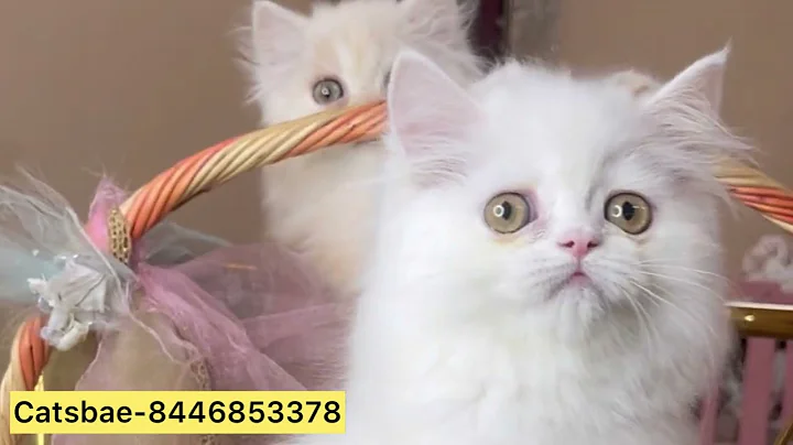 Video 2575831: persian cat, semi punch kitten