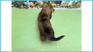 768729 M・ダックスフンド - YouTube