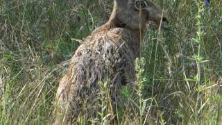 Zając Szarak - Lepus Europaeus