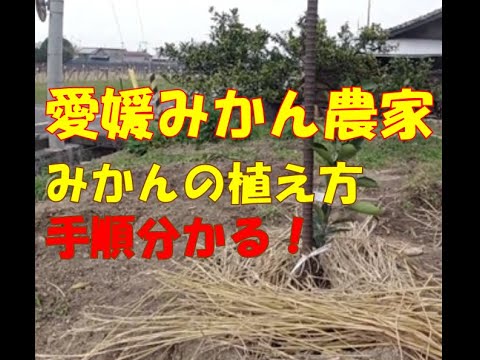 みかんの植え方の手順が分かる 愛媛のみかん農家 Youtube