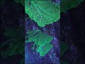 Sea fan #Gorgonian Coral #save the oceans #4k #asmr #shorts #aquarium #nature #scuba #discover #fun