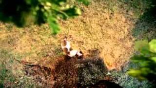 Reclama Funny Stejar