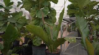 Anthurium Hookeri @ greengate Garden Centres