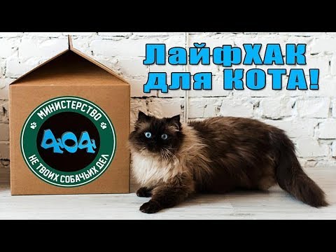 КАК РАЗВЛЕЧЬ КОТА)))5 СПОСОБОВ ПОРАДОВАТЬ СВОЕГО ПИТОМЦА.ЛАЙФХАК.ПОЛЕЗНЫЕ СОВЕТЫ ДЛЯ КОШЕК.