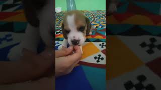 #shorts Coco eating Chew Sticks / Mr. cute beagle / coco the beagle / #youtubeshorts