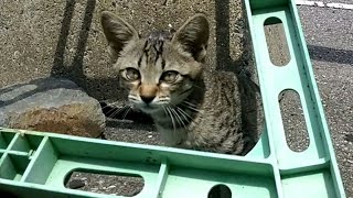 暑さで大人猫はグッタリですが子猫は元気に動いてます。