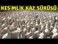 MERADA KESİLECEK KAZ SÜRÜSÜ! (MAST KAZI ve BÜYÜK GRİ KAZ) #kesimlikkaz,  #binlercekazsürüsü, #tirit