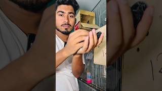 ঘুম থেকে ওঠে দেখি ৪০ পিছ বাচ্চা দিয়েছে 😻