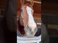 Love, thy will be done!! California Chrome ✯ ꙳ #californiachrome #horseracing #horse #アロースタッド
