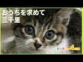 【子猫保護】凍死寸前で救出されてから、あたたかい家を見つけるまで  [大岡山ドレミファ4兄弟]