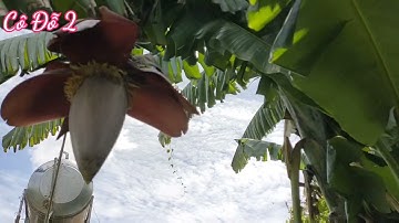 Bắp Chuối Xào Tỏi Thơm Ngon, Ăn Là Ghiền