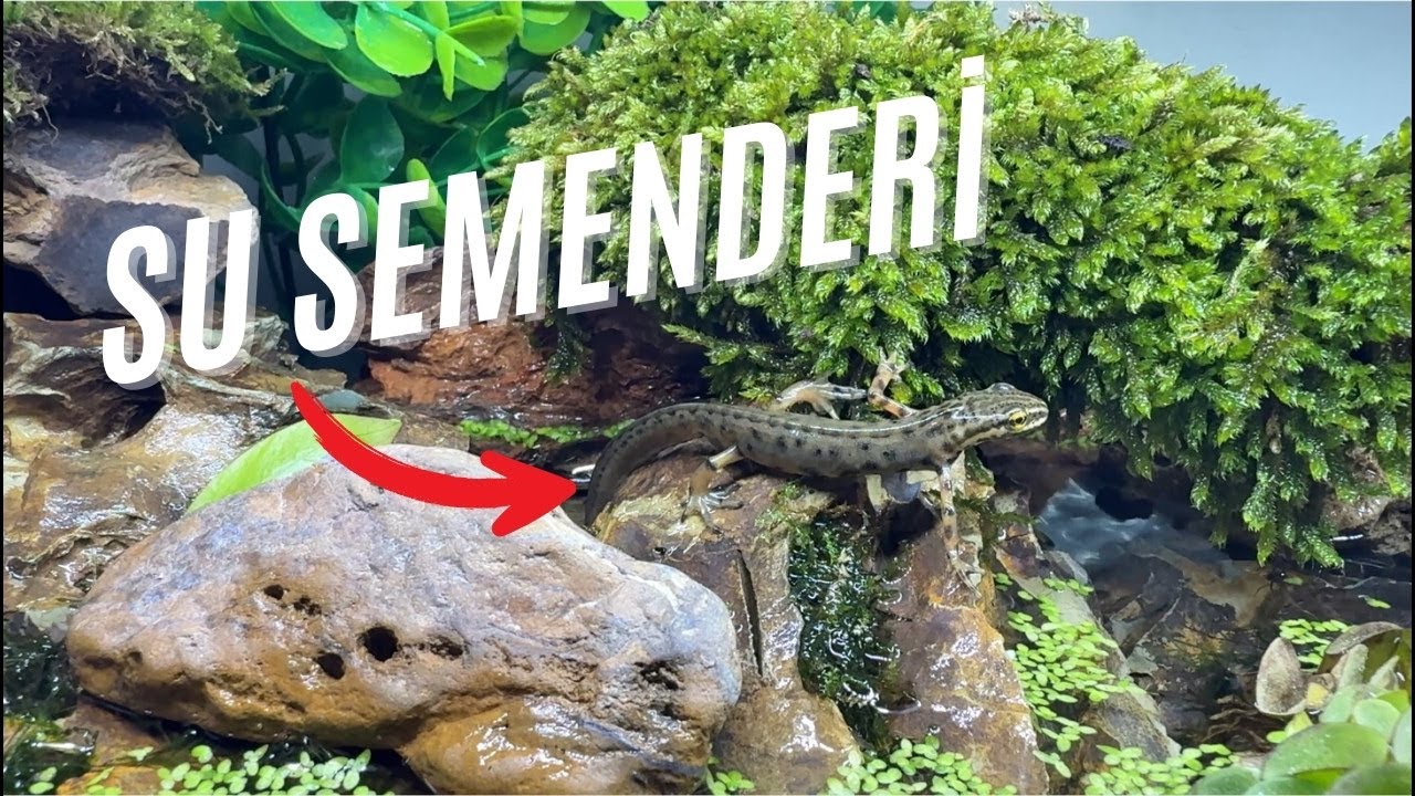 Lissotriton Vulgaris (Küçük Su Semenderi) Yumurtladı | Akvaryum Günlükleri 2