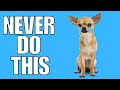 9 Things You Must NEVER Do To Your CHIHUAHUA (EVER)