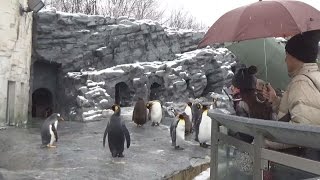 旭山動物園で冬の営業開始 来年４月７日まで
