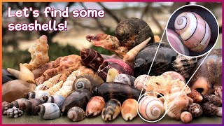 Looking for Microshells | Rare Royal Paper Bubble [Virtual Shelling]