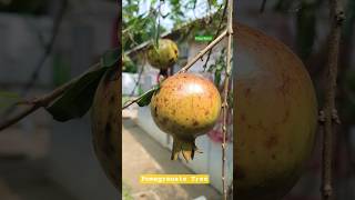 Pomegranate #pomegranate #tree #fresh #fruit #healthy #harvest #fruits #homemade #garden #shorts