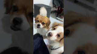   Below puppies puppylove puppylife cutepuppy puppyoftheday