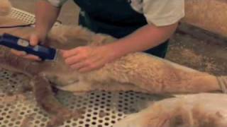 Alpaca Shearing, Shearing a cria