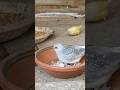 DIAMOND DOVE &amp; GOULDIAN Finches #shorts #shortvideo