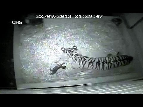 بالفيديو: ولادة أول نمر في حديقة حيوان لندن منذ 17 عاماً