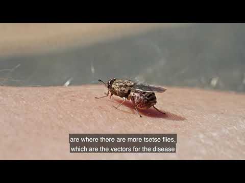 Video: Is trypanosoma eensellige organismes?