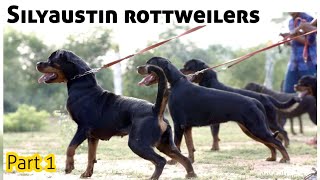 Rottweiler | Dog Kennel in tamilnadu | Puppies for sales | Puppy pricelist | Dogs for sale | show by Book of breeders 5,487 views 11 months ago 11 minutes, 19 seconds