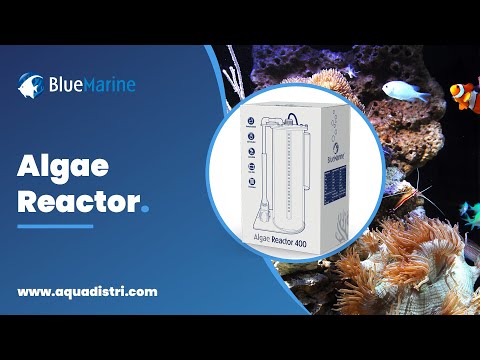 Blue Marine Algae
