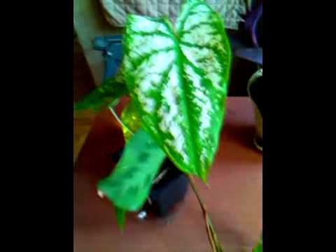 My New Purple Wandering Jew/ New Caladium