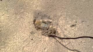 Annoying a St. Martin Crab