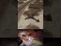Меня сбили. Я всё равно уехал 😄 #foxhole #foxholegame #foxholeclips