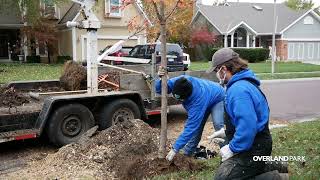 Ash Tree Removal and Replacement Program