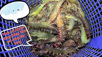 Đổ lú đêm nay Tôm Sú biển To hơn mấy đêm trước luôn. bới rác kiếm tiền nữa - Cvt clip