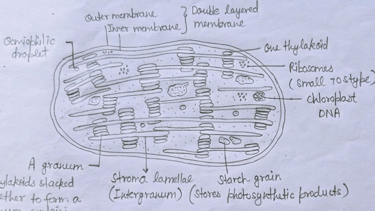 How to draw Structure of Chloroplast | Class 11 biology - YouTube