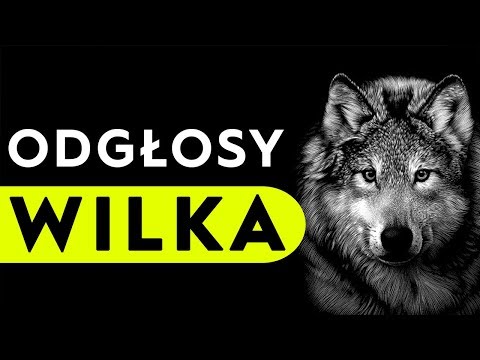 Wideo: Czy wilk wydaje dźwięk?