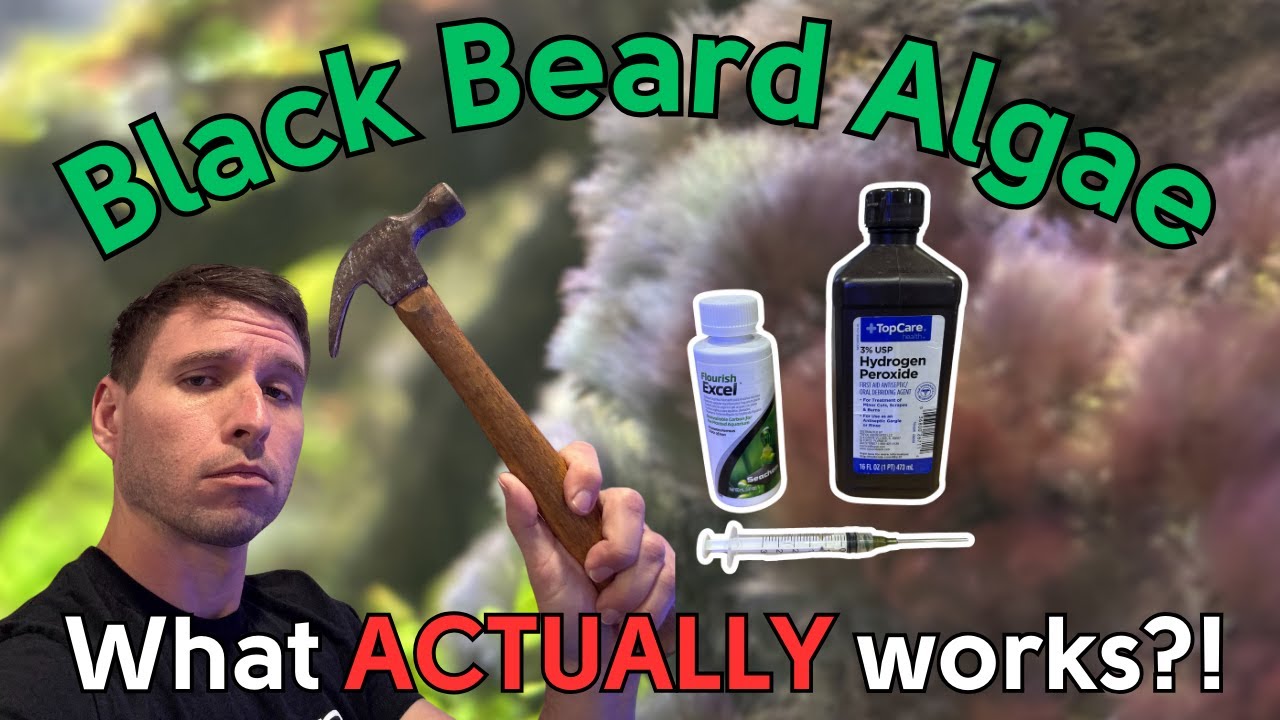 Борьба с водорослями «Черная борода»: как я спас свой аквариум с растениями!